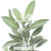 Organic White Sage Hydrosol